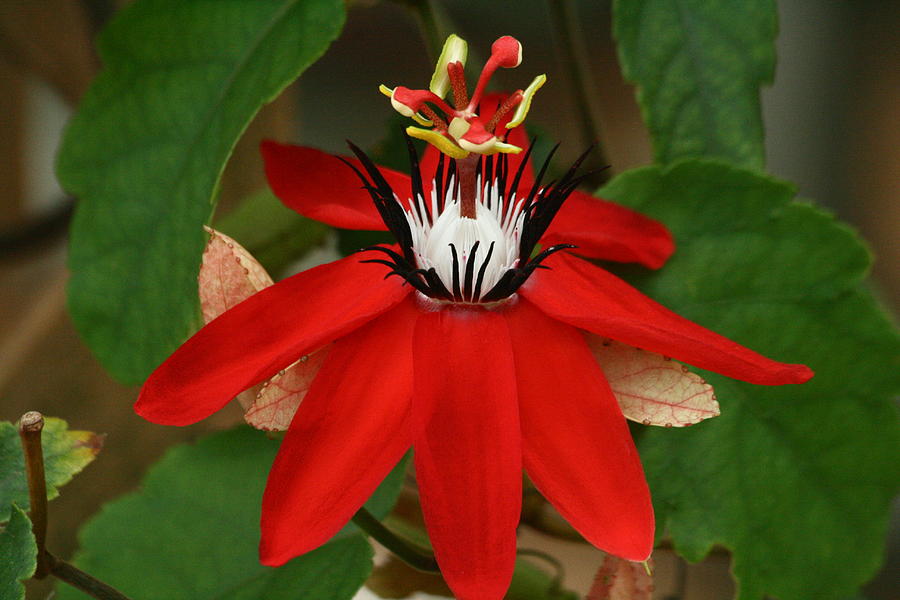 Passiflora Mary Jane Photograph by Larry Parker
