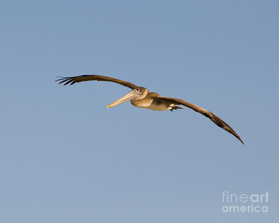 Pelican Photograph - Passing Pelican by Al Powell Photography USA