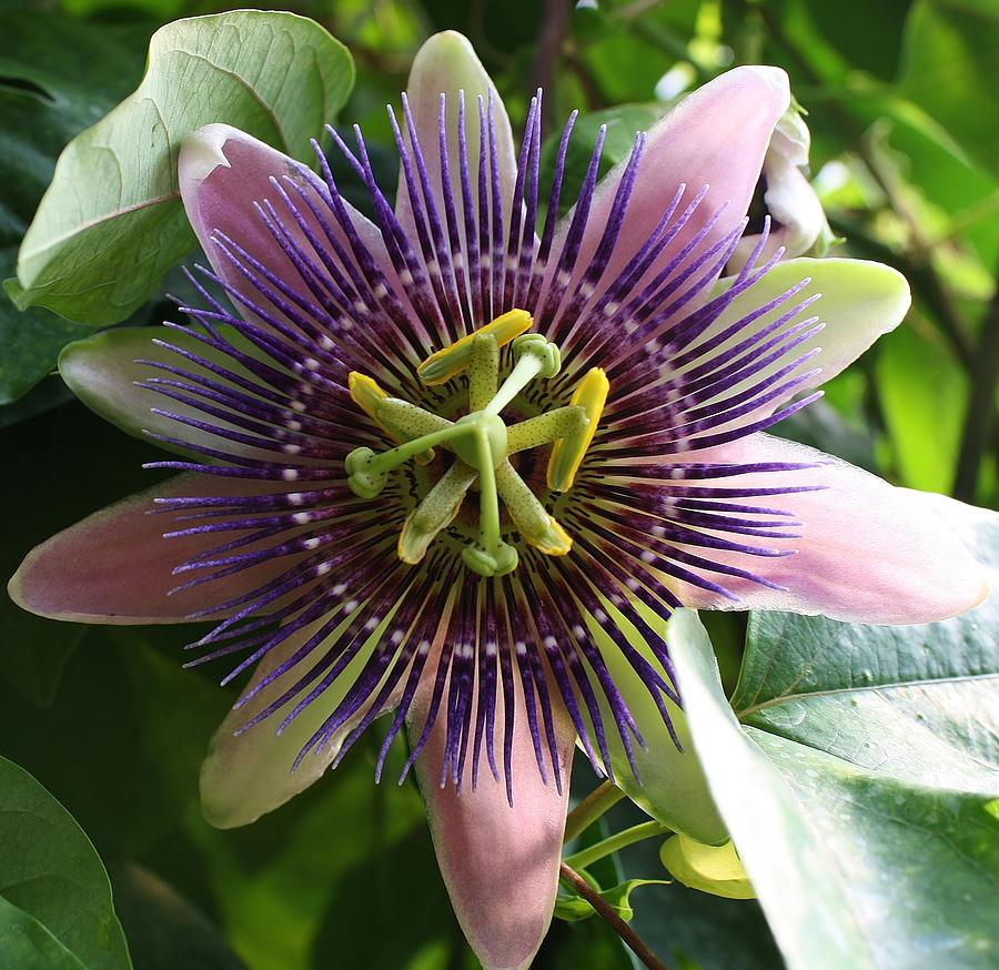 Summer Photograph - Passion Flower 2 by Bruce Bley