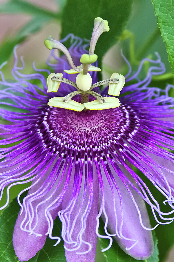 Passion Flower Photograph by Albert Seger