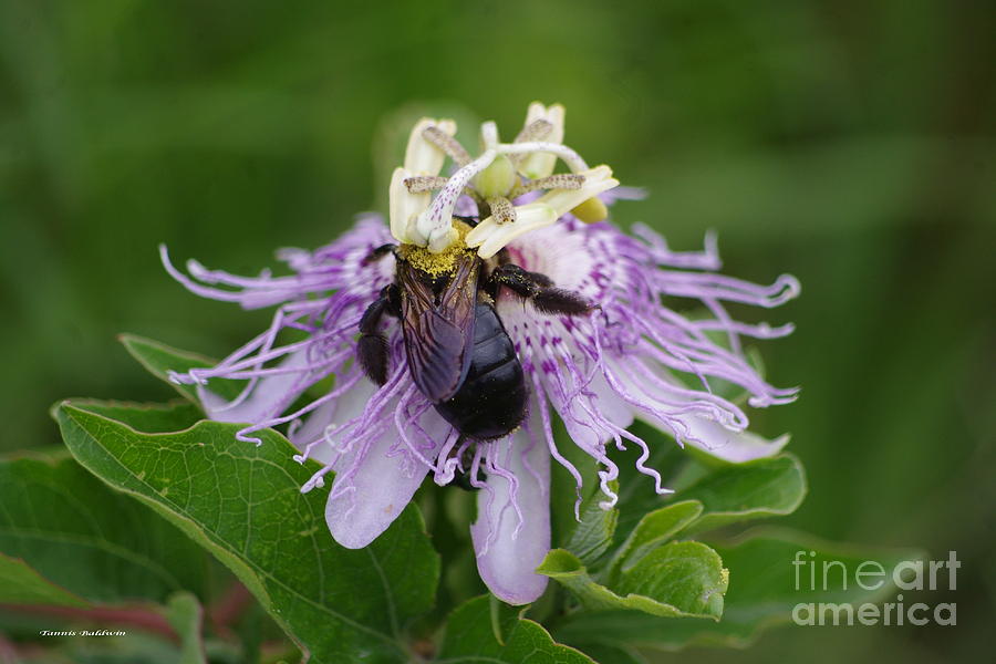 Passion Flower and the Bee Photograph by Tannis  Baldwin