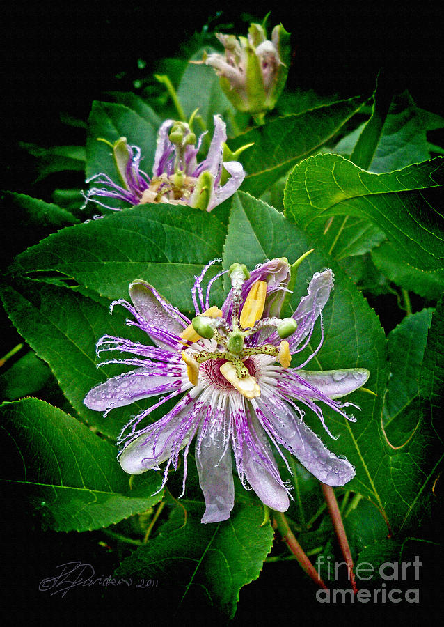 Passion Flower Bloom Sequence Photograph by Pat Davidson