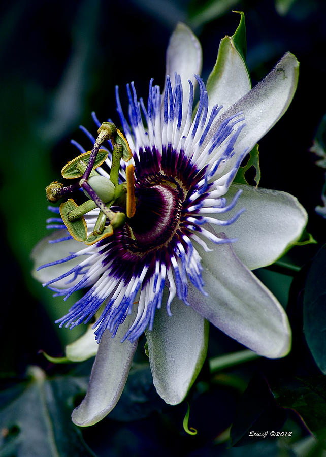 Passion Flower Bloom Photograph by Stephen Johnson