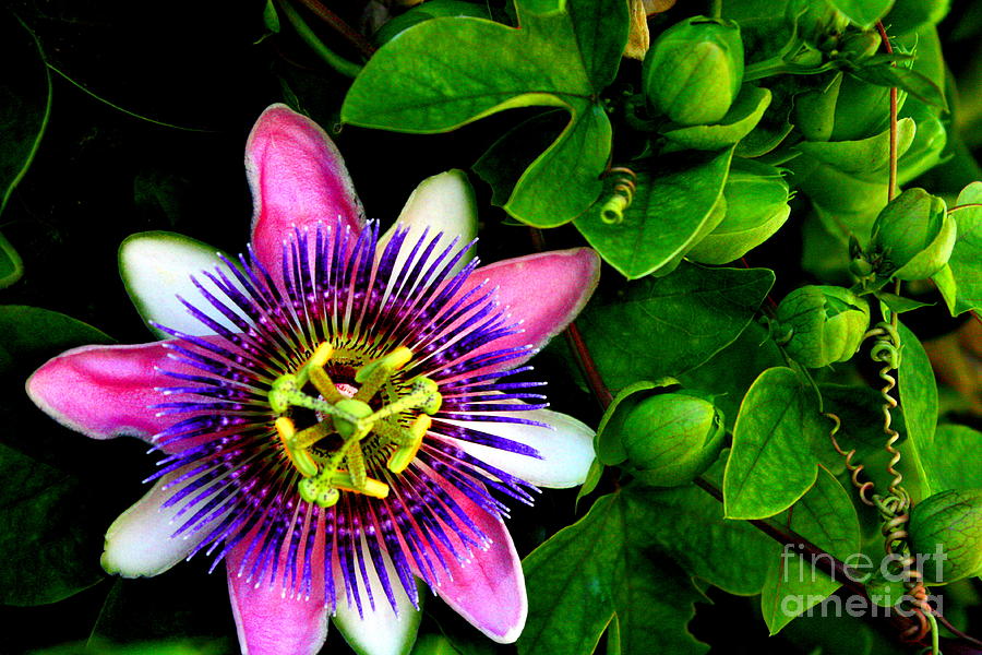 Passion Flower Photograph by C Nakamura