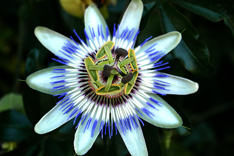 Passion flower Photograph by Emanuel Tanjala
