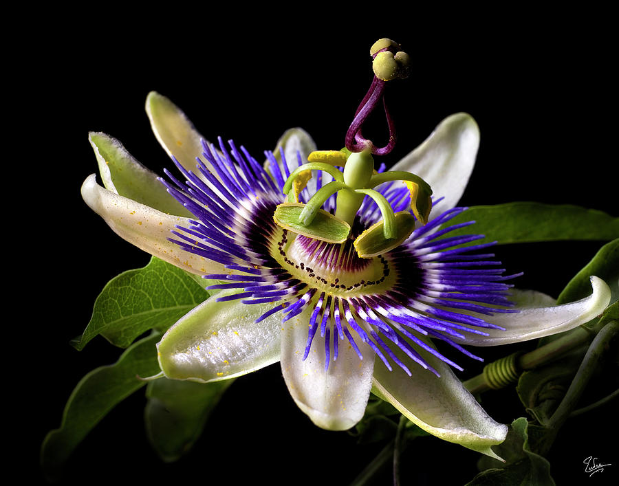 Passion Flower Photograph by Endre Balogh