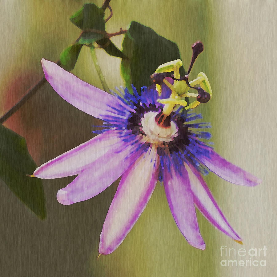 Passion Flower Painting - Passion Flower by Artist and Photographer Laura Wrede