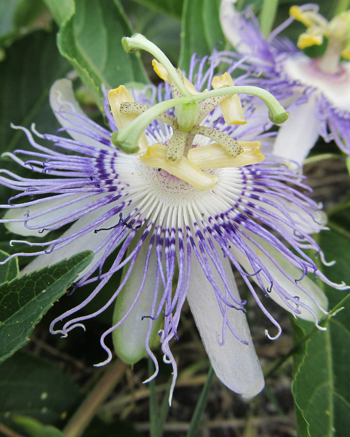 Passion Flower Photograph by Michele Caporaso