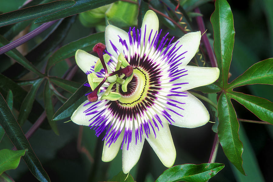 Passion Flower (passiflora Sp.) Photograph by Kaj R. Svensson - Fine ...