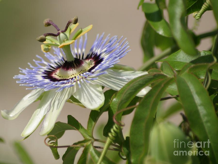 Passion Flower Profile Photograph by Living Color Photography Lorraine Lynch