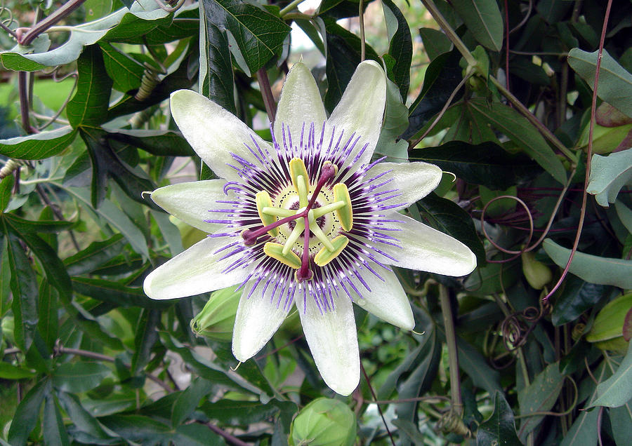 Passion Flower Photograph by Rod Johnson
