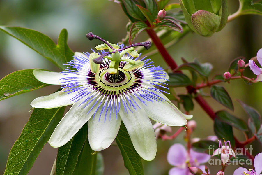 Nature Photograph - Passion Flower by Teresa Zieba