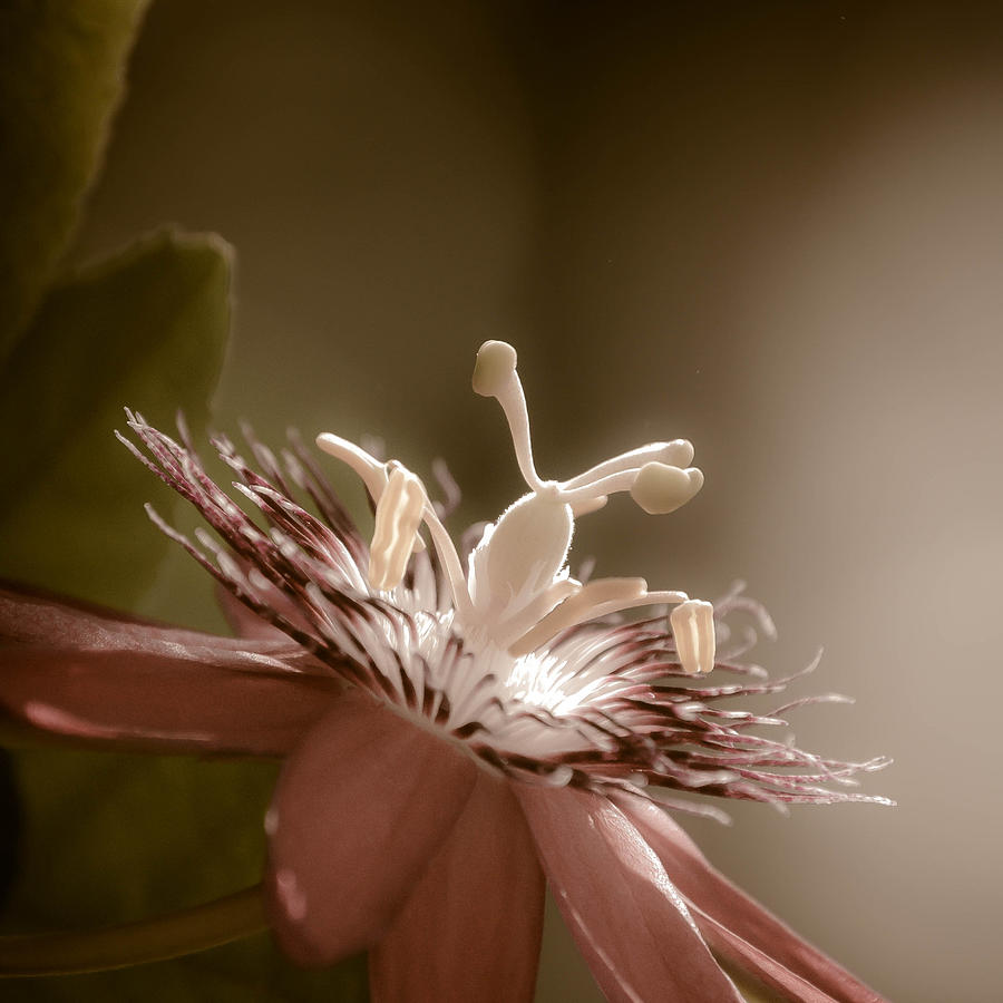 Passion Flower Photograph by Trish Tritz