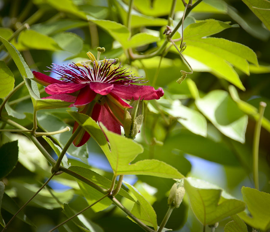 Passion Flower Vine Photograph by Carolyn Marshall
