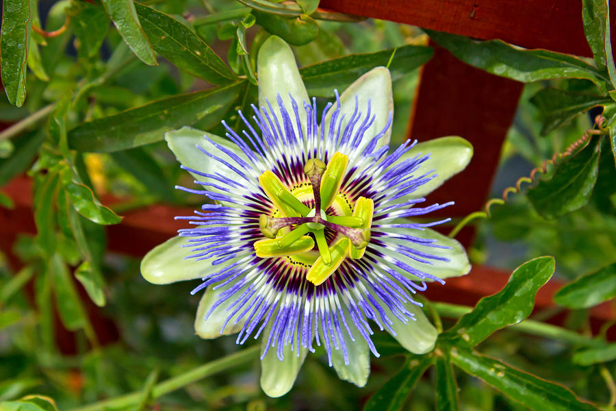 Passion Flower Photograph by Wild Expressions Photography - Fine Art ...