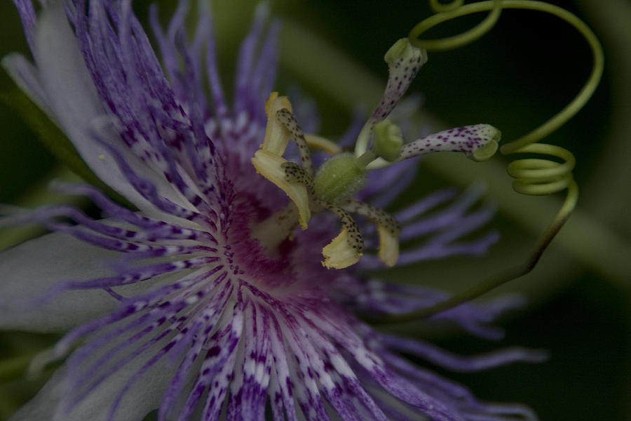 Passion Flowers Tendril Photograph by Margaret Denny