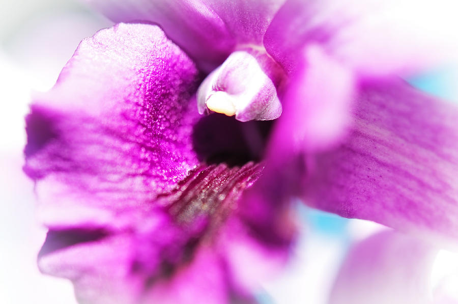 Passion for Flowers. Orchid Close Up Photograph by Jenny Rainbow