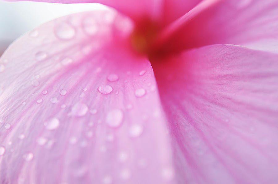 Passion for Flowers. Pink Wetness Photograph by Jenny Rainbow
