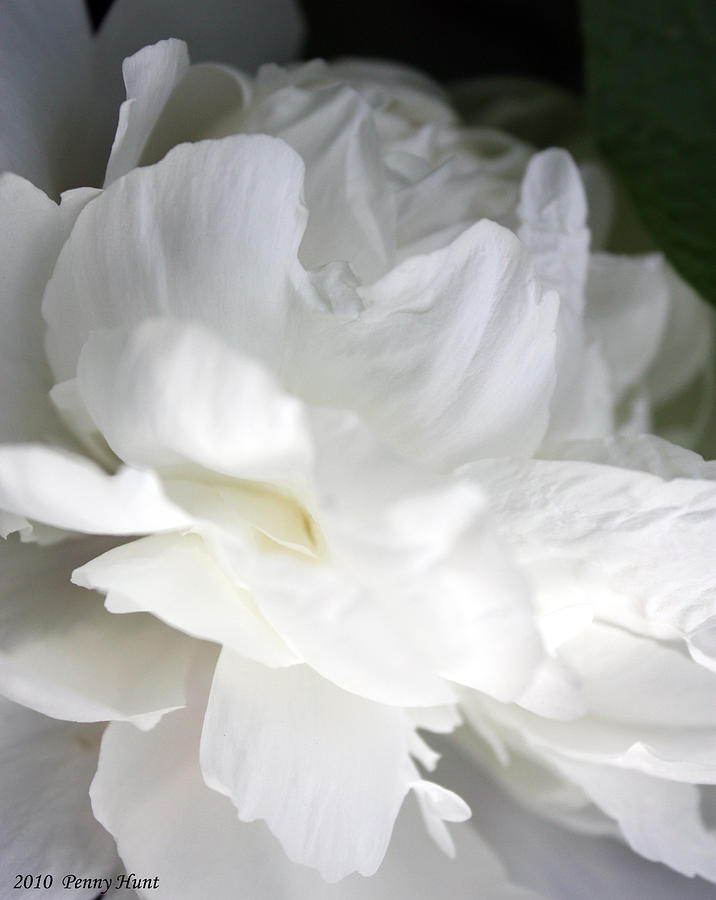 Passionate About Peonies Photograph by Penny Hunt
