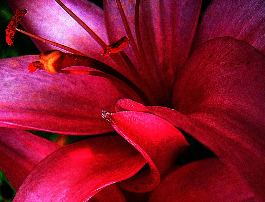 Lily Photograph - Passionate Lily by Shirley Sirois
