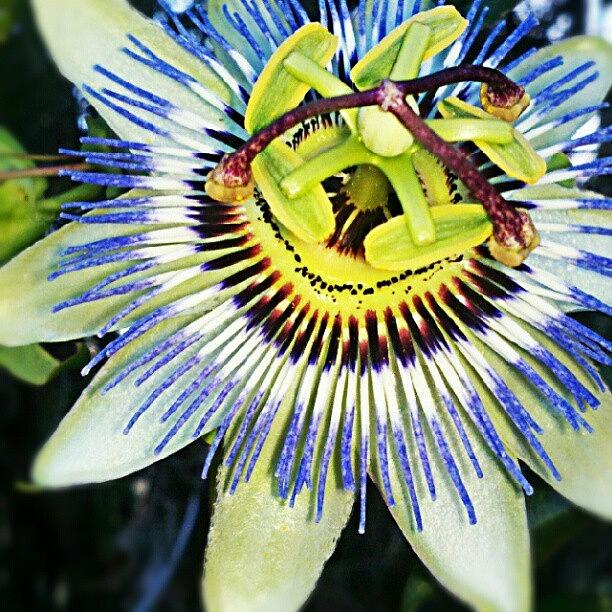 Nature Photograph - #passionflower #flower #beautiful by Nichole Zellmer