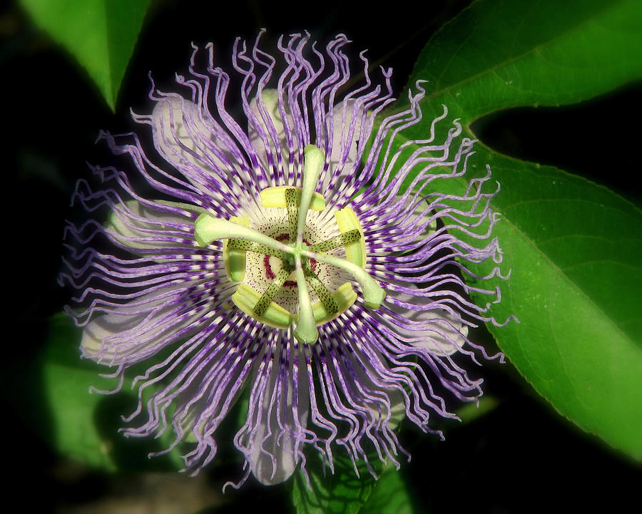 Passionflower Photograph by Peggy Urban