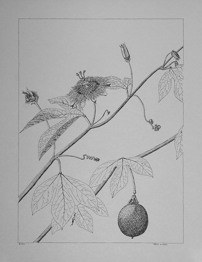 Passionflower Vine Drawing by Daniel Reed