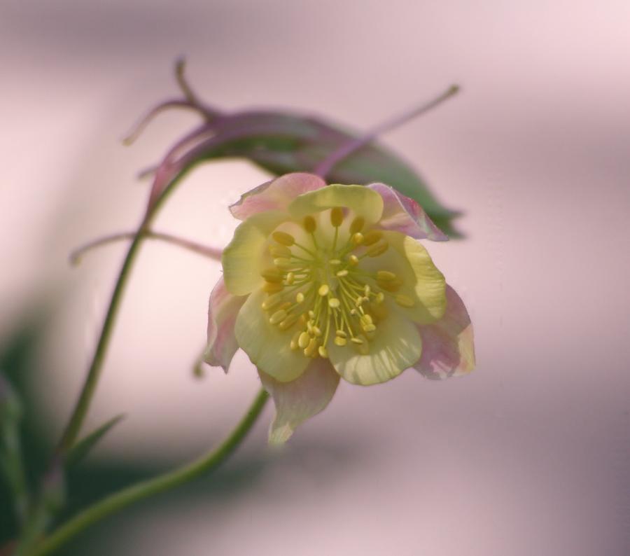 Pastel Photograph by Barbara S Nickerson