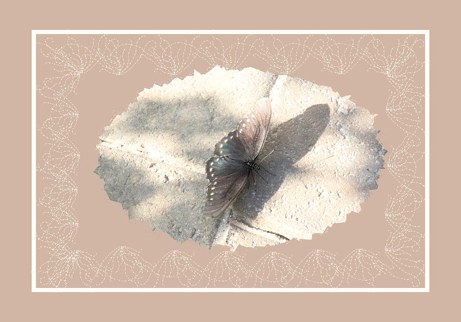 Pastel Butterfly Photograph by Rosalie Scanlon