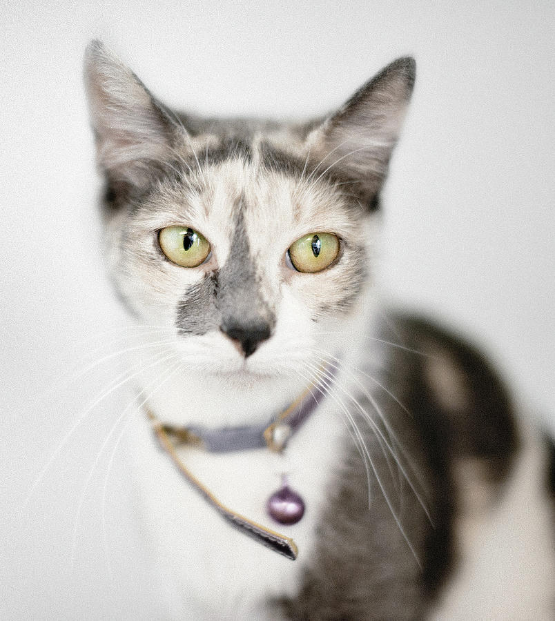  Pastel  Calico Cat  With Large Yellow Eyes Photograph by Roz 