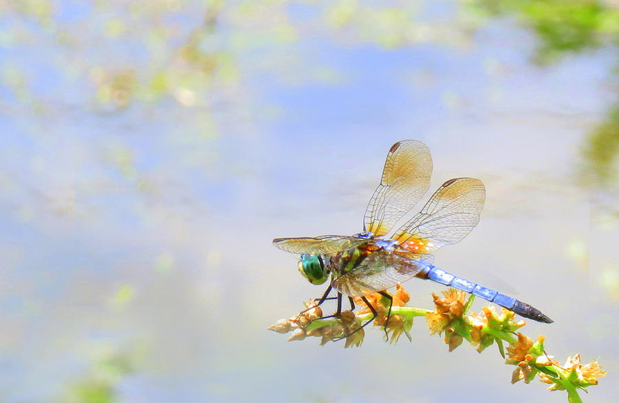Pastel Dragonfly Photograph by Deborah Smith
