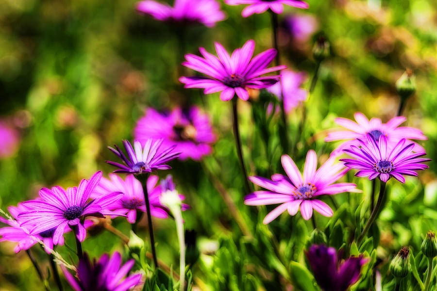 Pastel Flowers Photograph by Ken Wolter - Fine Art America