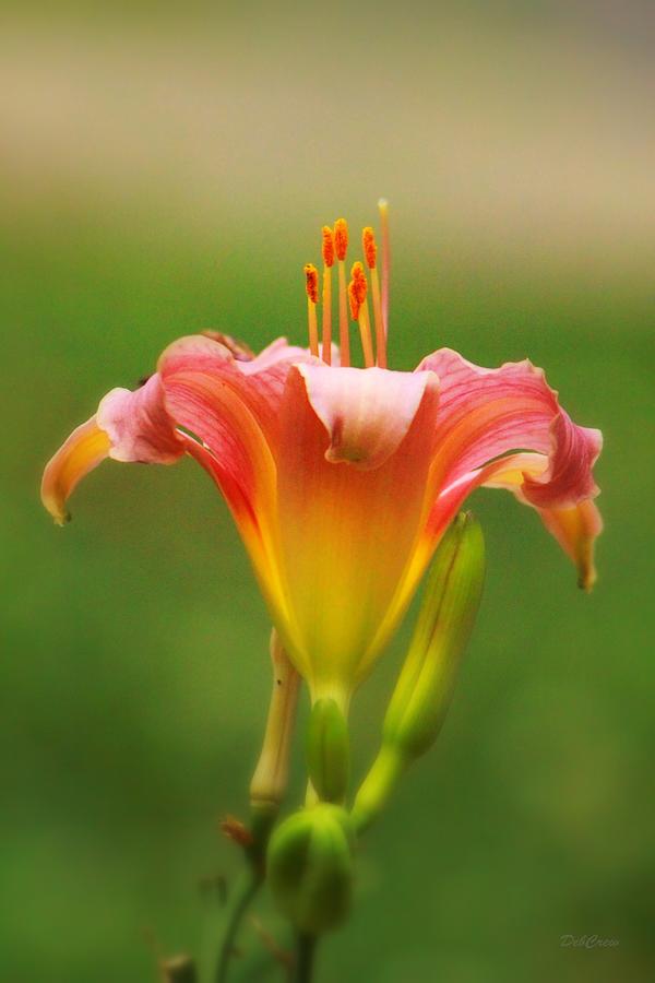 Pastel Lilyform Photograph by Deborah  Crew-Johnson