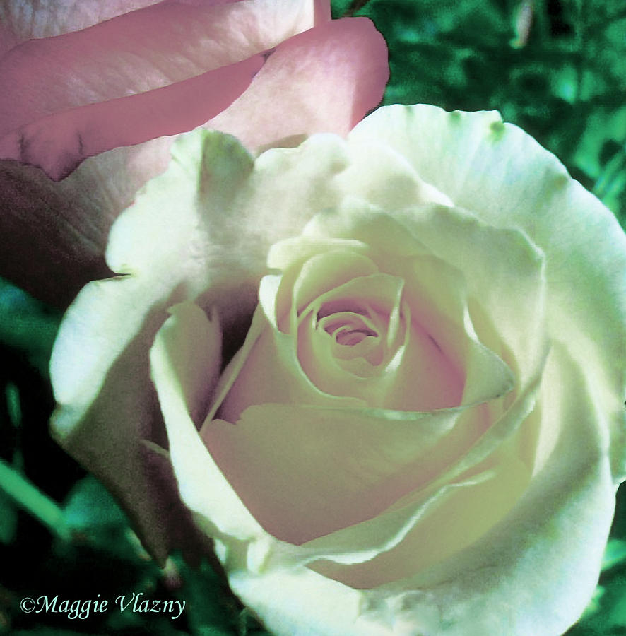 Pastel Pink and White Rose Photograph by Femina Photo Art By Maggie