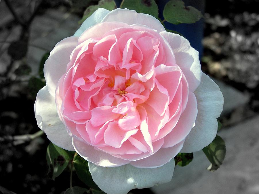 Pastel Pink Rose Photograph by Jolie Maybaum - Fine Art America