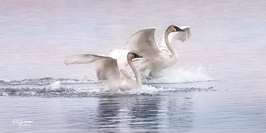 Pastel Swans Photograph by Don Anderson