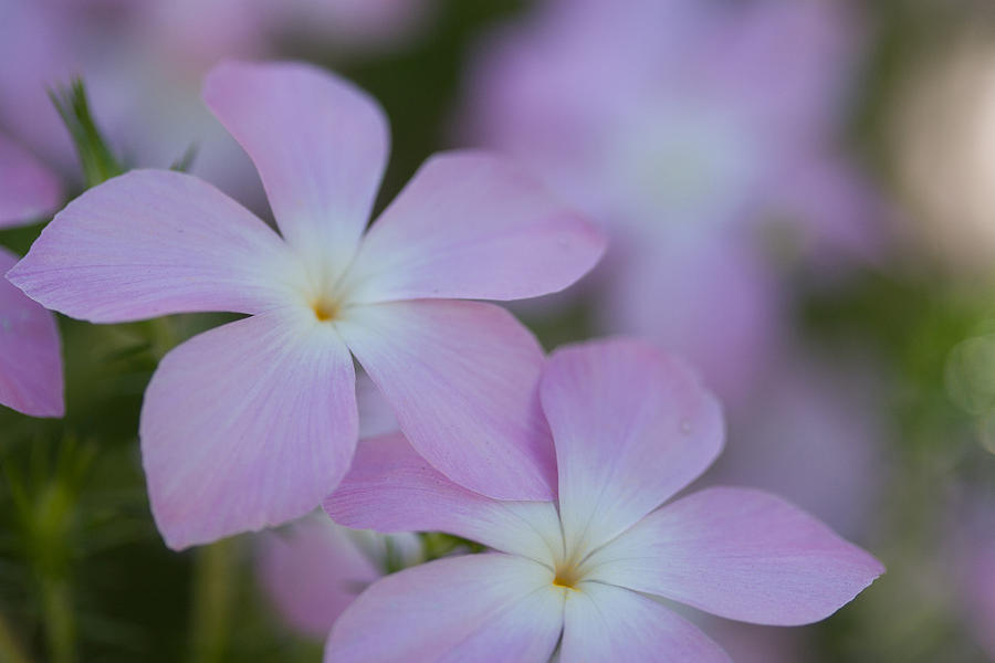 Pastel Wildflowers Photograph by Roger Mullenhour