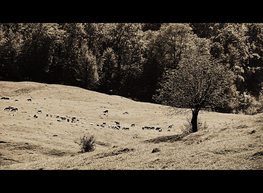 Nature Photograph - Pastoral Landscape by Bogdan M Nicolae