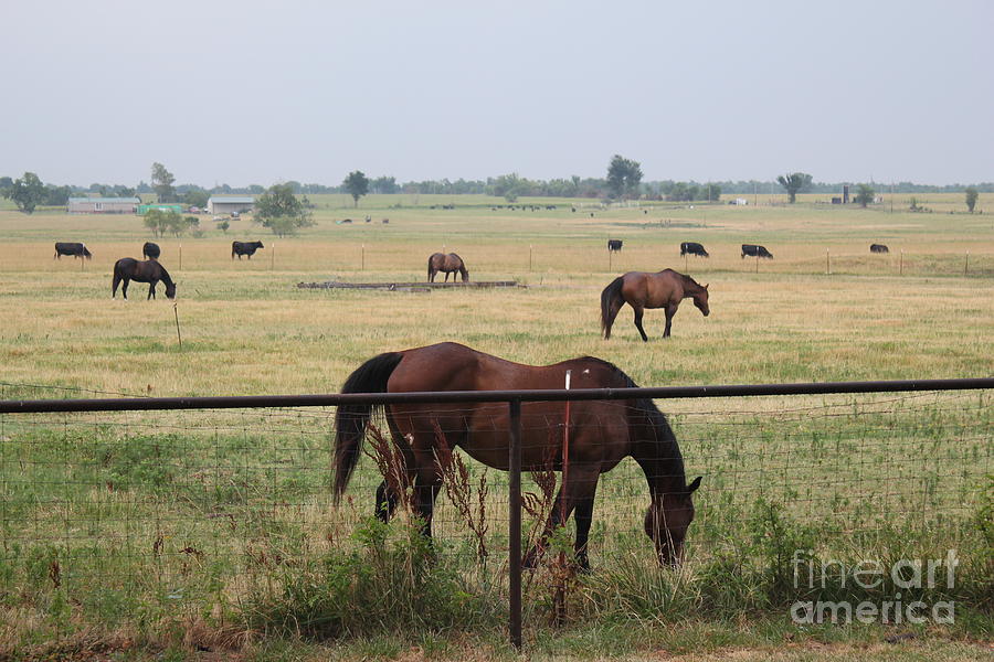 Horse Photograph - Pasture Scene by Sheri Simmons