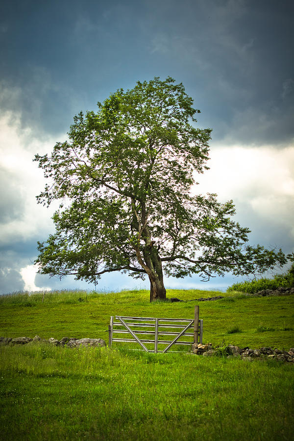 Pasture Tree Photograph by Robert Clifford