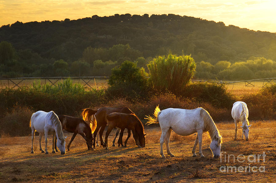 Pasturing horses Photograph by Carlos Caetano