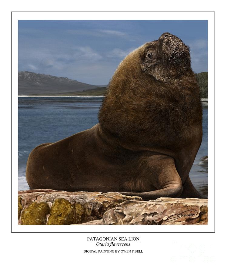 Patagonian Sea Lion Bull Digital Art by Owen Bell