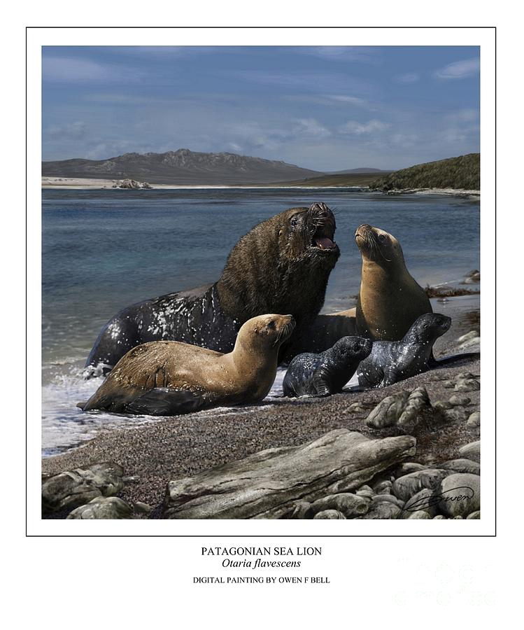 Nature Digital Art - Patagonian Sea Lion Bull With Harem And Pups by Owen Bell