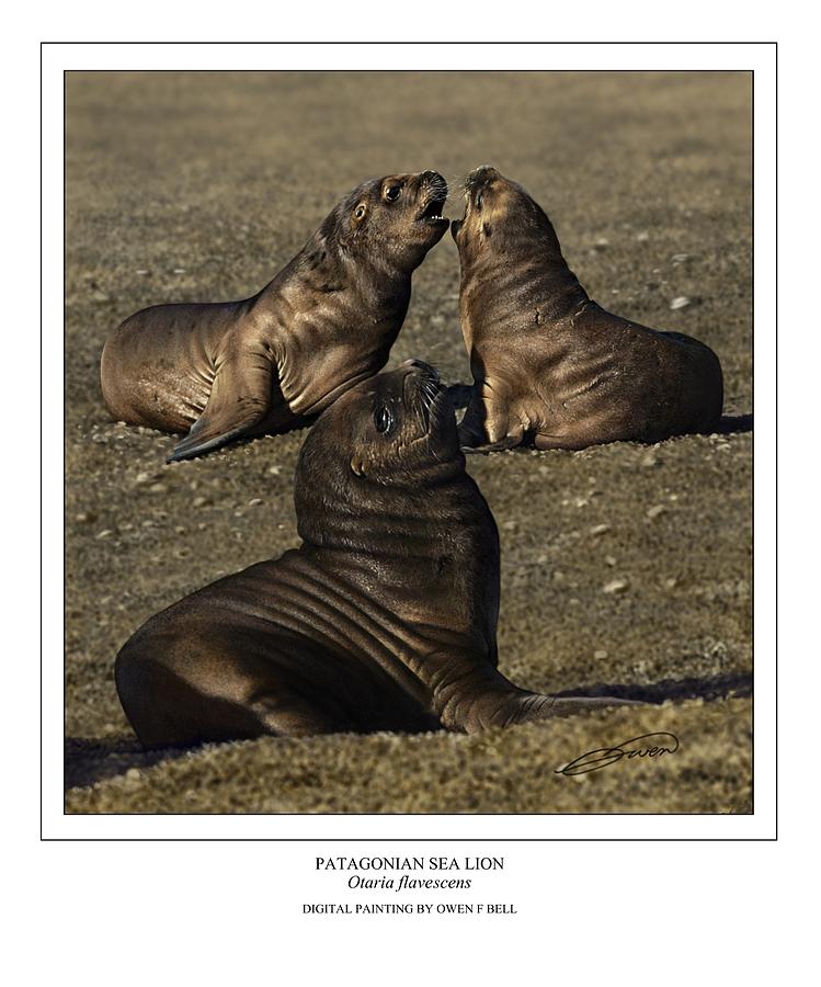 Patagonian Sea Lion Pups Digital Art by Owen Bell
