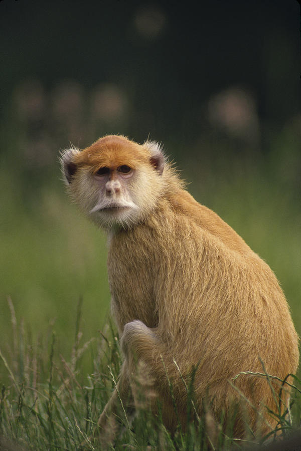 Patas Monkey Erythrocebus Patas Female Photograph by Gerry Ellis