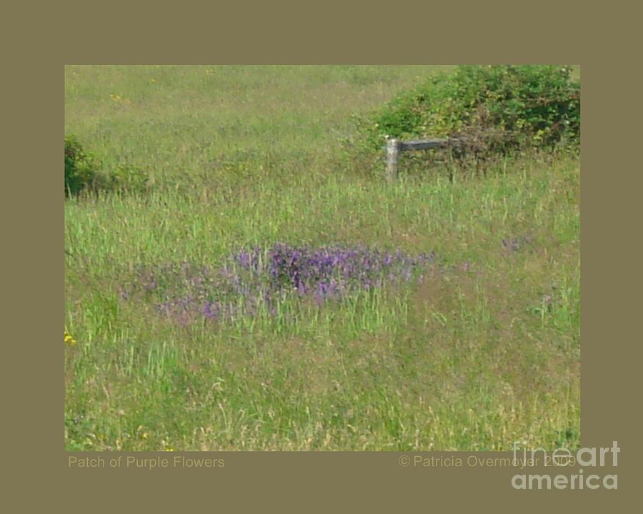 Patch of Purple Flowers Photograph by Patricia Overmoyer