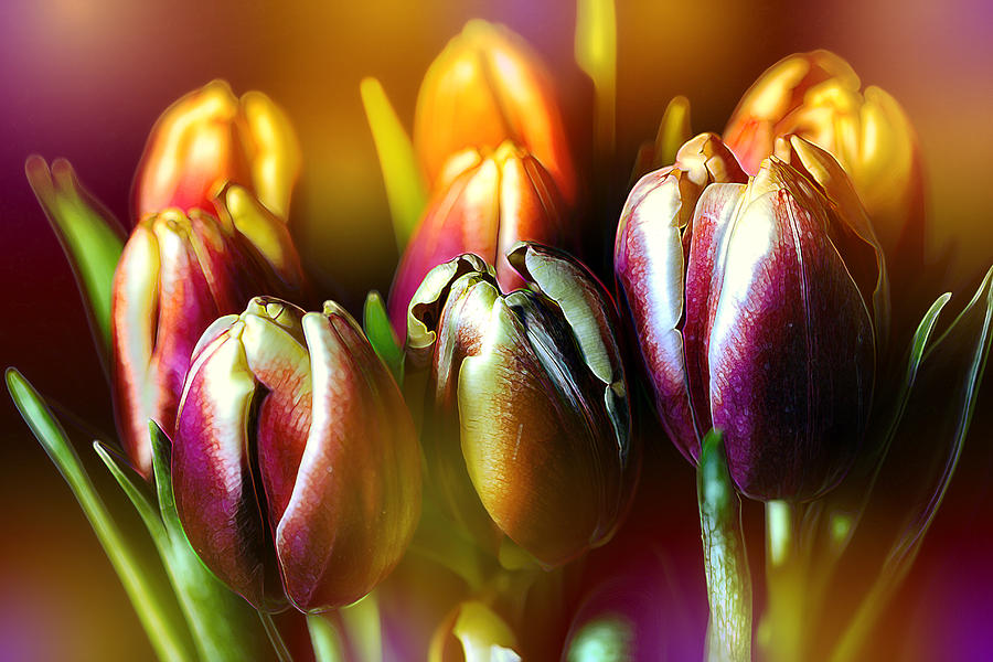 Pateline Tulips Photograph by Bill and Linda Tiepelman