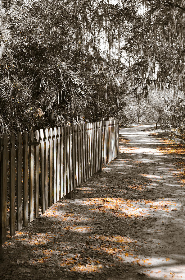 Path Along The Fence Photograph by Carolyn Marshall