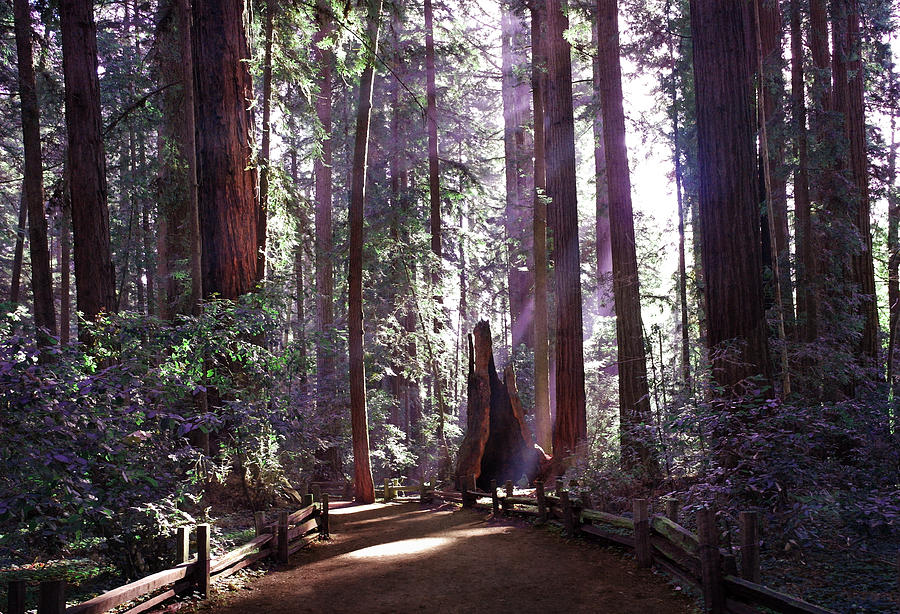 Path by an Ancient Redwood Photograph by Laura Iverson