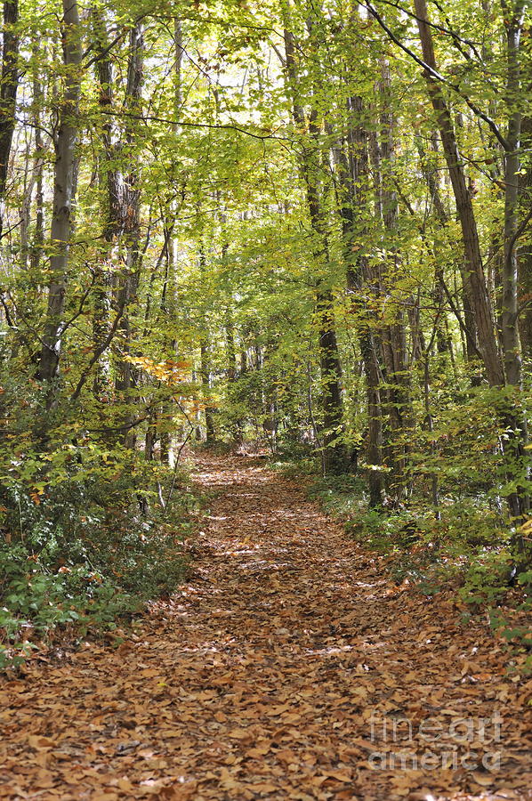 Path covered with dead leaves in forest at fall Photograph by Sami Sarkis